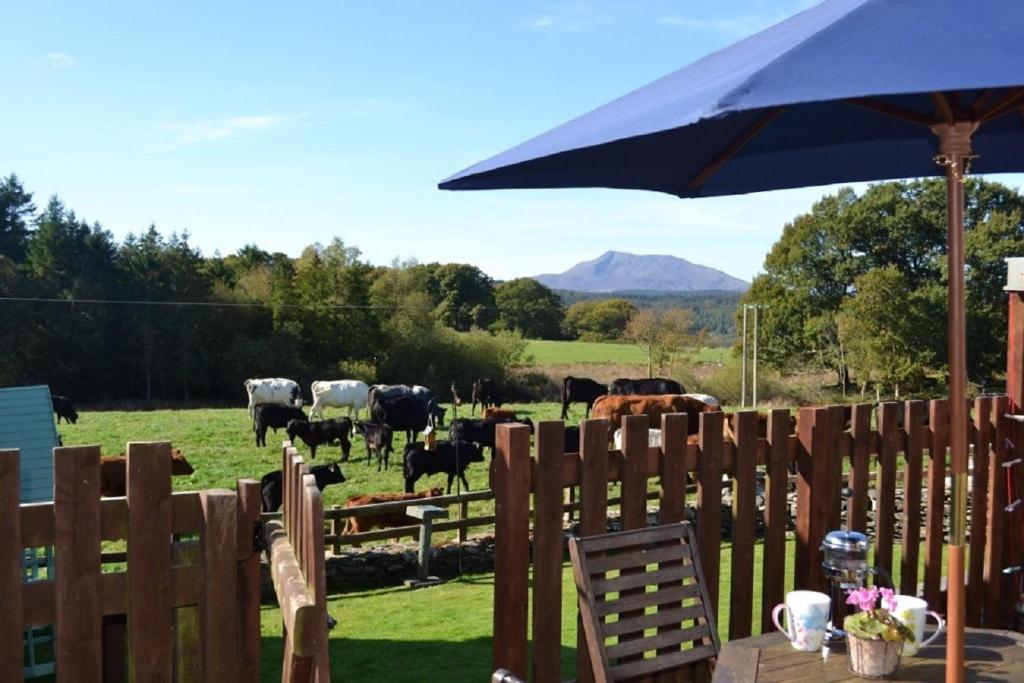 a fence with an umbrella and cows in a field at Siabod Luxury Cottage in Betws-y-coed
