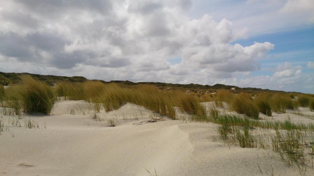 a sandy beach with tall grass in the background at Strandhotel Juister Hof in Juist