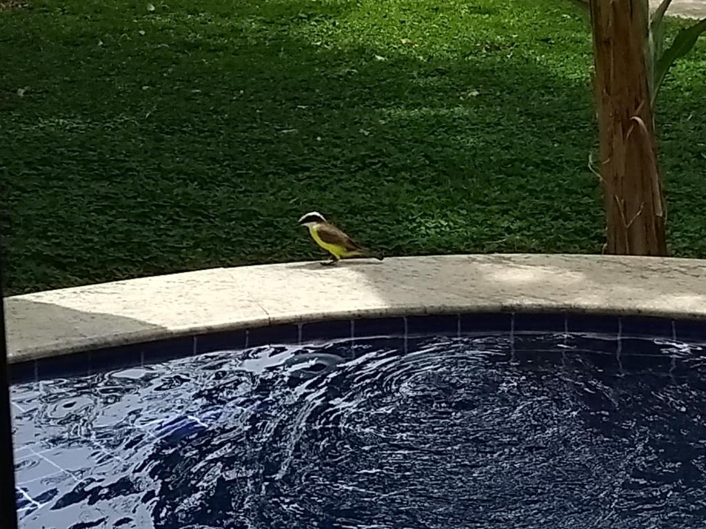 a bird sitting on the edge of a pool of water at Bangalô no alto da colina no Villas do Pratagy - Maceió in Maceió