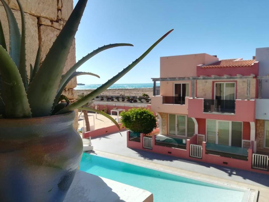 una planta en una olla junto a una piscina en PORT DO SOL-free wi-fi no limits en Sal Rei