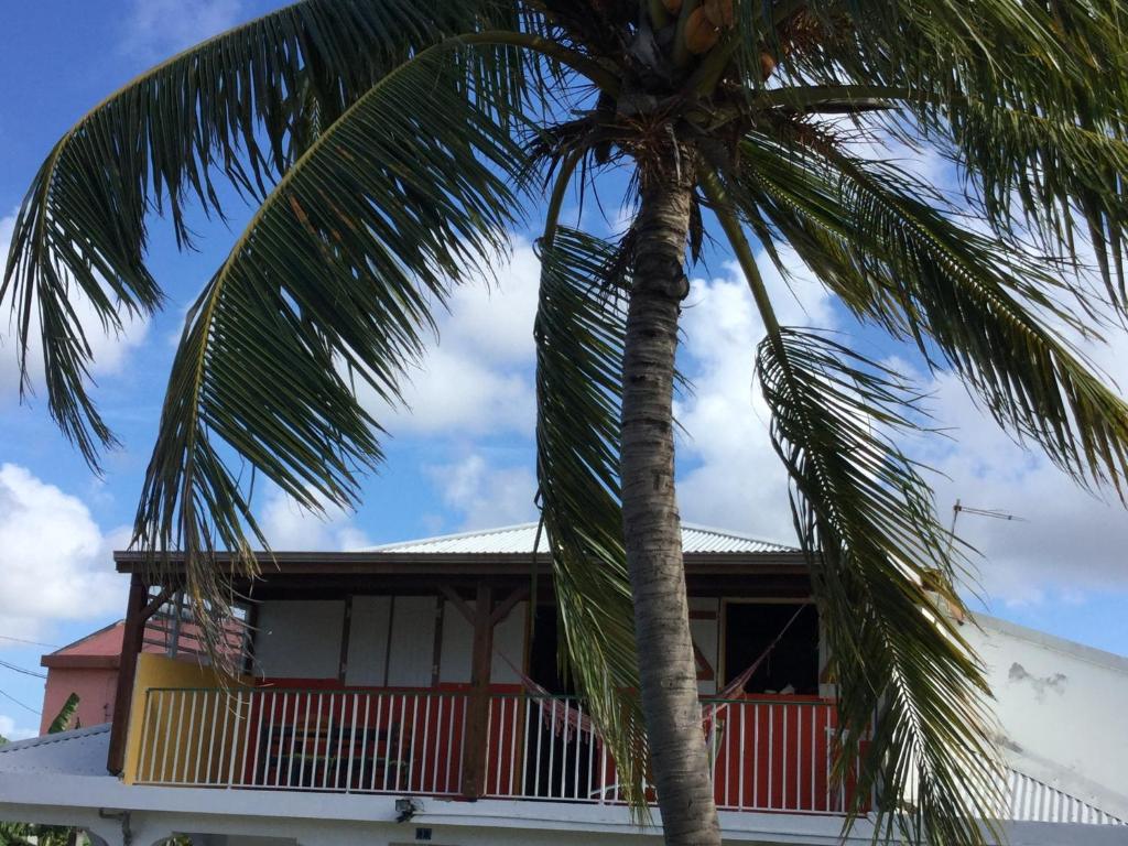 a palm tree in front of a house at Chez sidoine Meublé 2 chambres in Le Moule