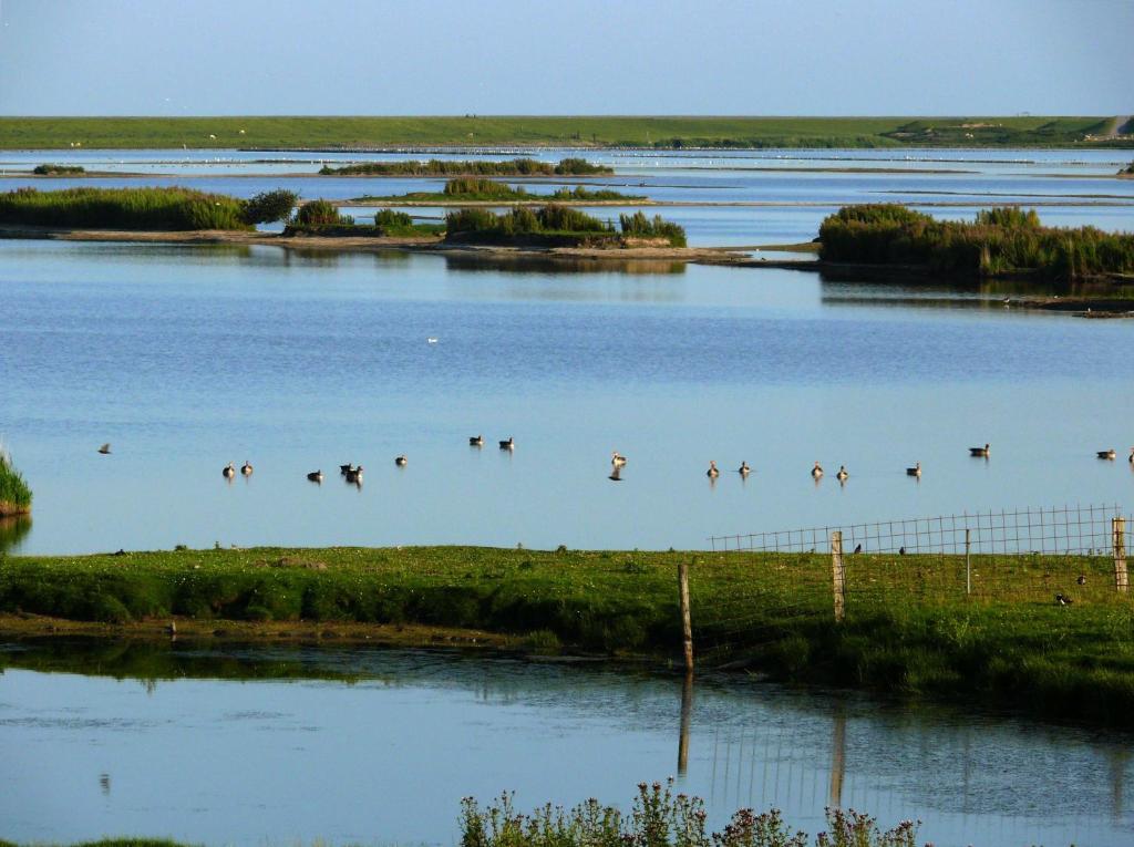 eine Gruppe von Vögeln, die über einen Wasserkörper fliegen in der Unterkunft Haus Halligblick, Ferienwohnung Hamburger Hallig in Dagebüll