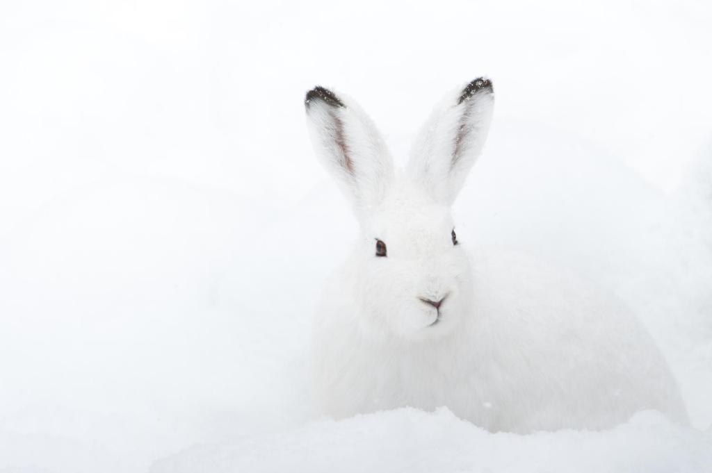 Fotografie z fotogalerie ubytování Chalet ?Snow Bunny? v destinaci Stadl an der Mur