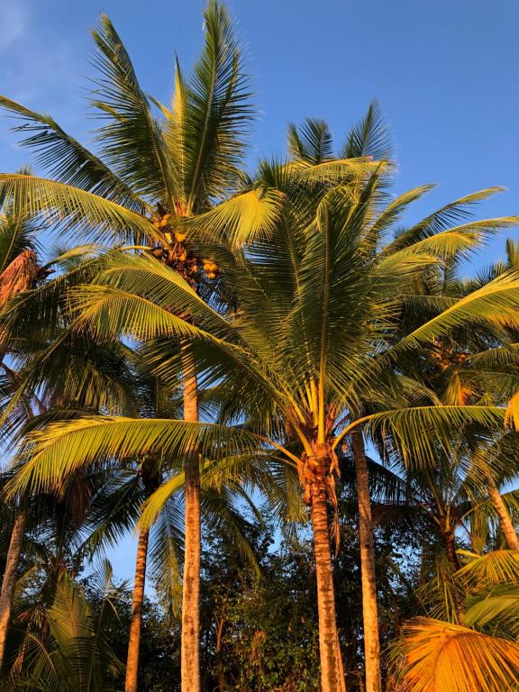 Fotografie z fotogalerie ubytování El Regalo Resort v destinaci Boca Chica