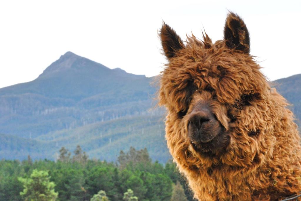 a close up of a llama with mountains in the background at Maydena Mountain Cabins in Maydena