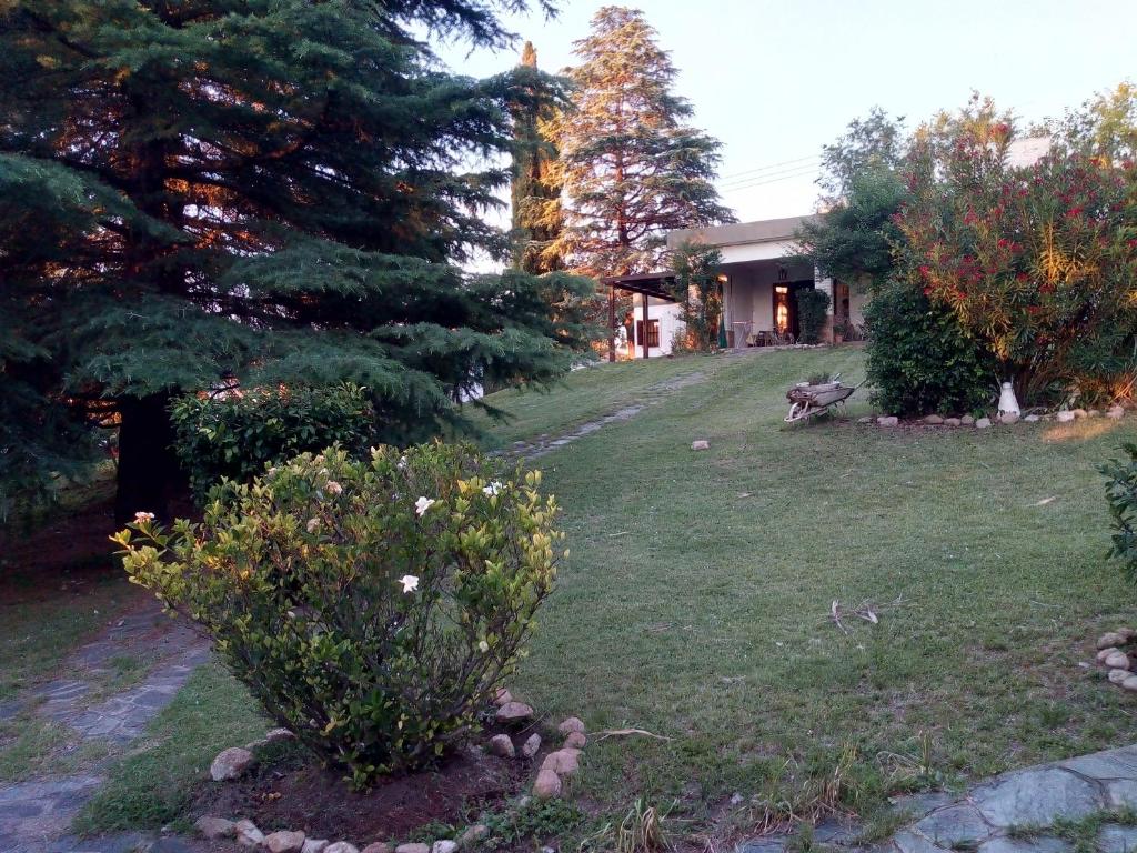 a small bush in the yard of a house at Complejo Bruno in Mina Clavero