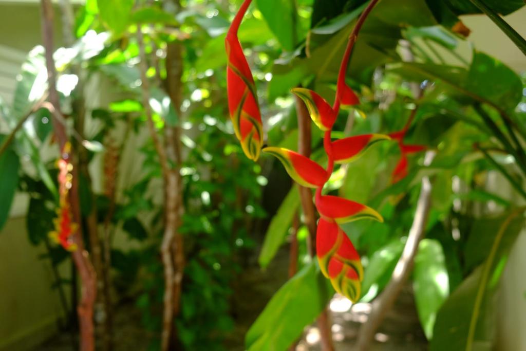  Casa Kokoro -Pousada-