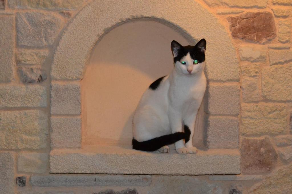 a black and white cat sitting in a wall at Romantica Apartments in Falasarna