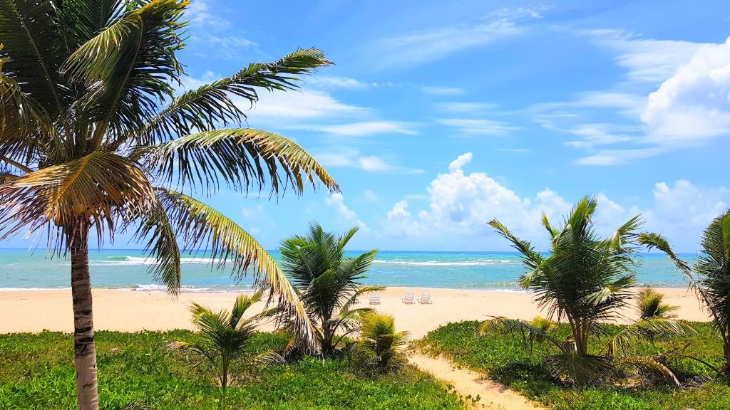 a sandy beach with palm trees and the ocean at Linda Casa de Praia em Itacimirim in Itacimirim