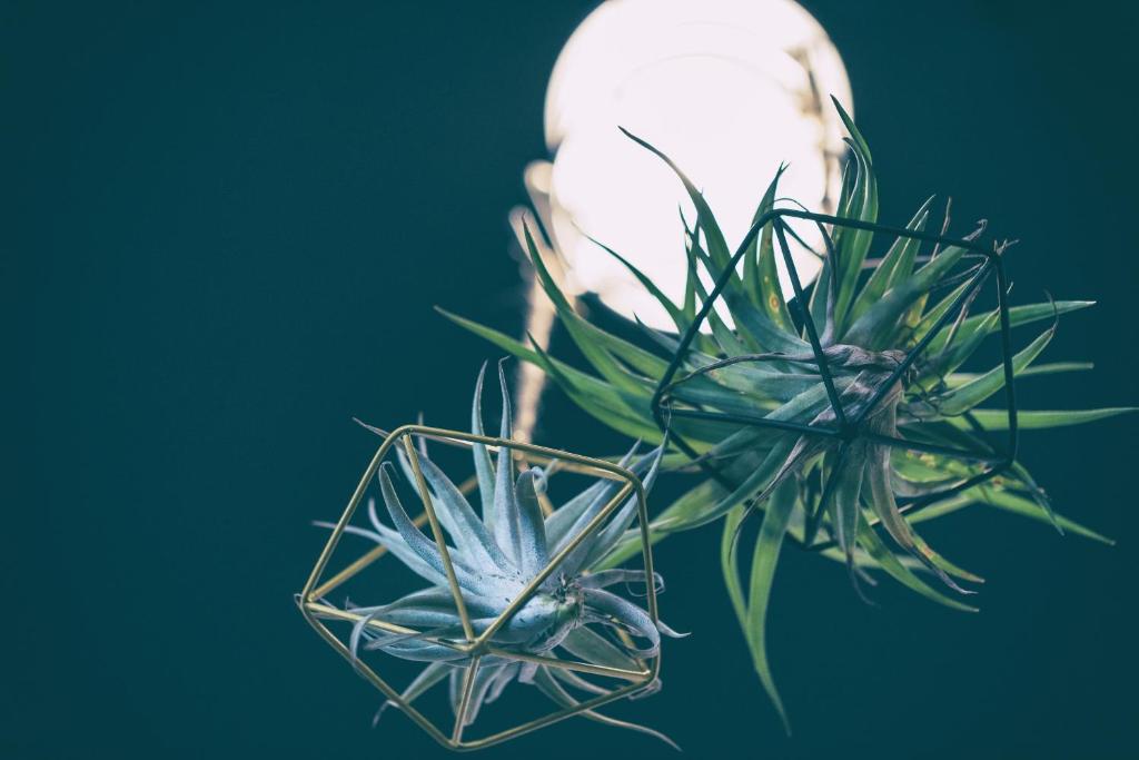Fotografie z fotogalerie ubytování Ogawa Ryokan v destinaci Šimoda