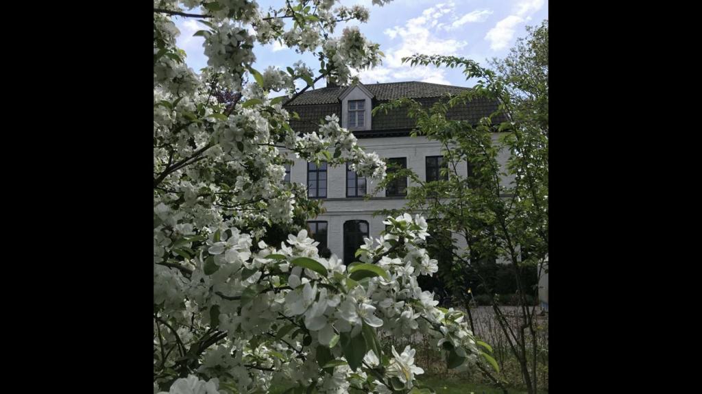 una casa blanca detrás de un árbol con flores blancas en Pastorie Caeneghem en Kanegem