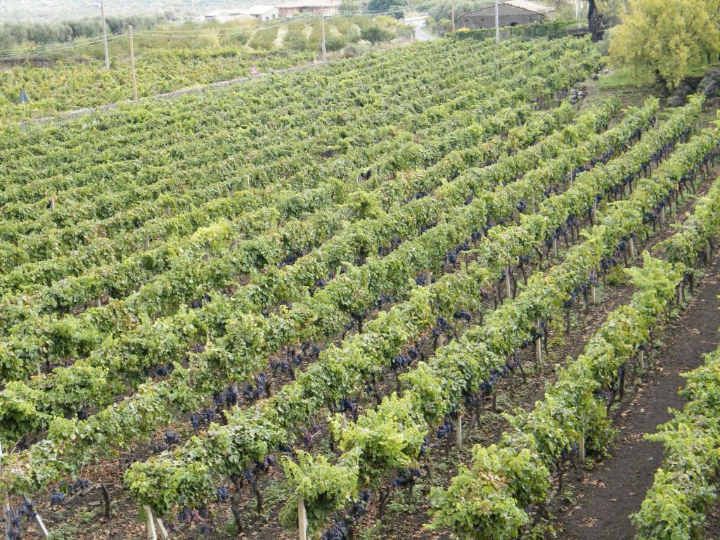 Vonkajšia záhrada v ubytovaní Etna Wine Azienda Agrituristica