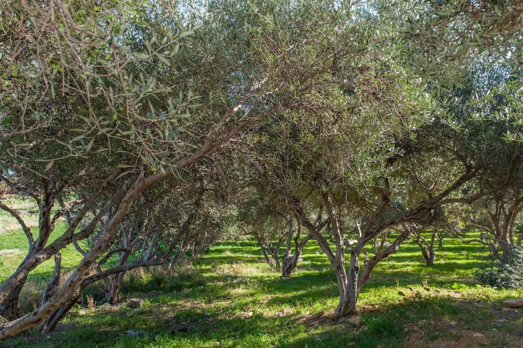 Ogród w obiekcie Olive Tree Farm 200m from the beach