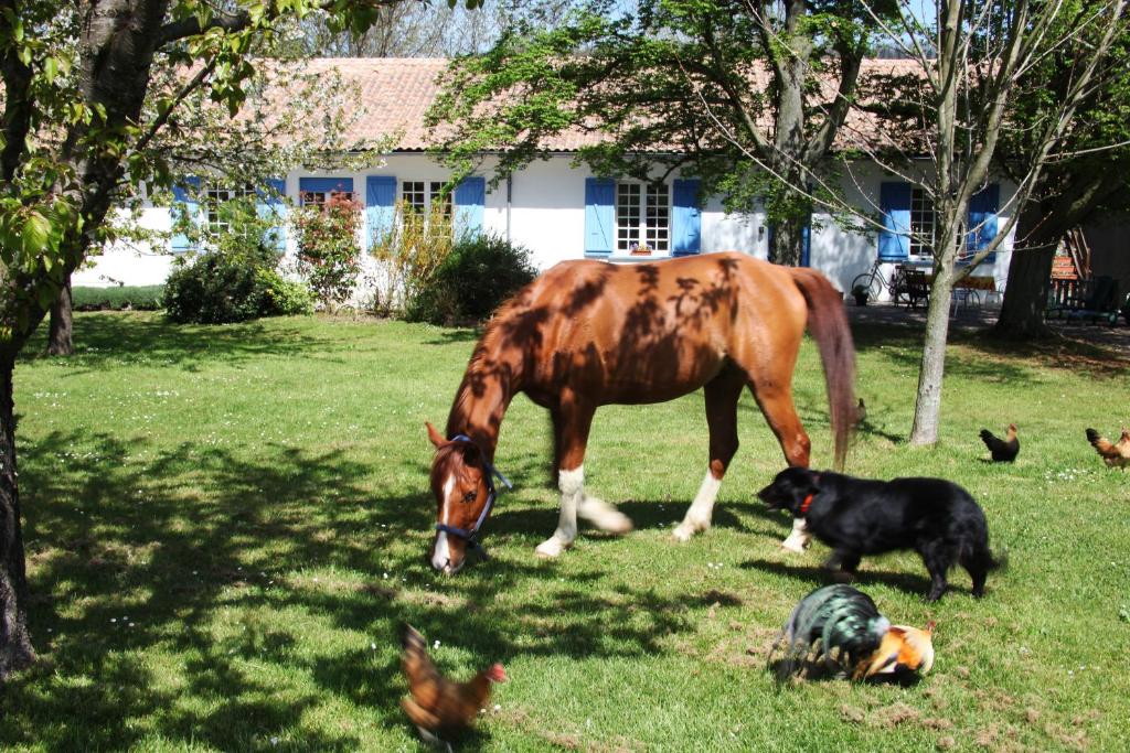 un caballo pastando en un patio con pollos y un perro en Chambres d'Hôtes La Maison Blanche, en Lorp Sentaraille