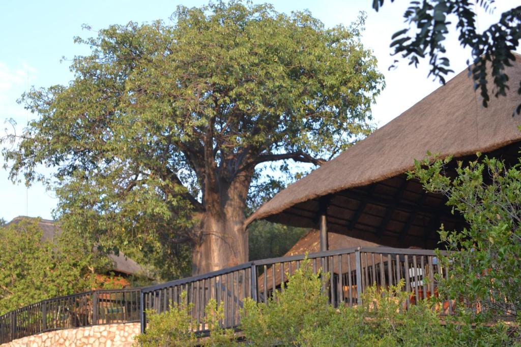 ein Baum vor einem Gebäude mit einem Zaun in der Unterkunft Adansonia Eco Lodge in Musina