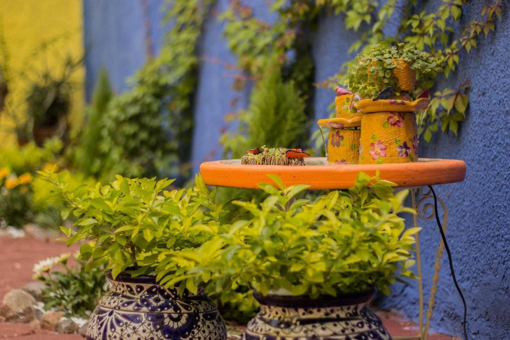 Zahrada ubytování Hostal Tlaquepaque