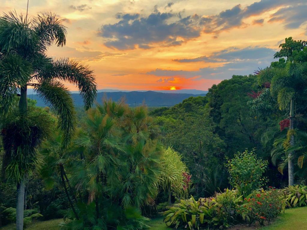 een zonsondergang in een bos met palmbomen en struiken bij Daintree Manor B&B in Daintree