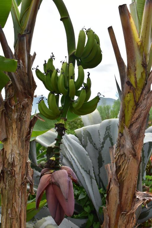 Zahrada ubytování Ti coin de paradis Ylang Ylang