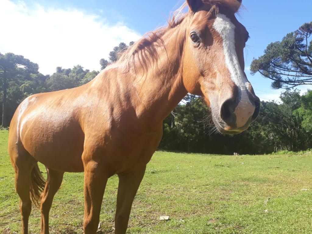 Sitio Recanto Catuci  Sitio Recanto Catuci