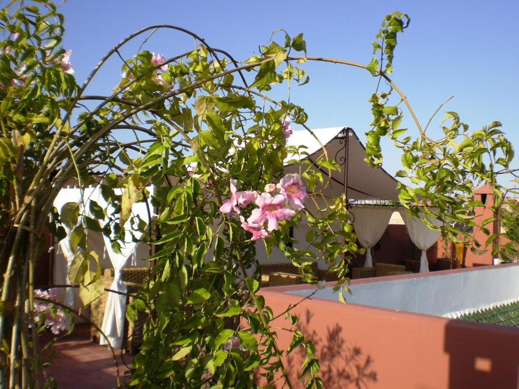 Zahrada ubytování Riad Mariana