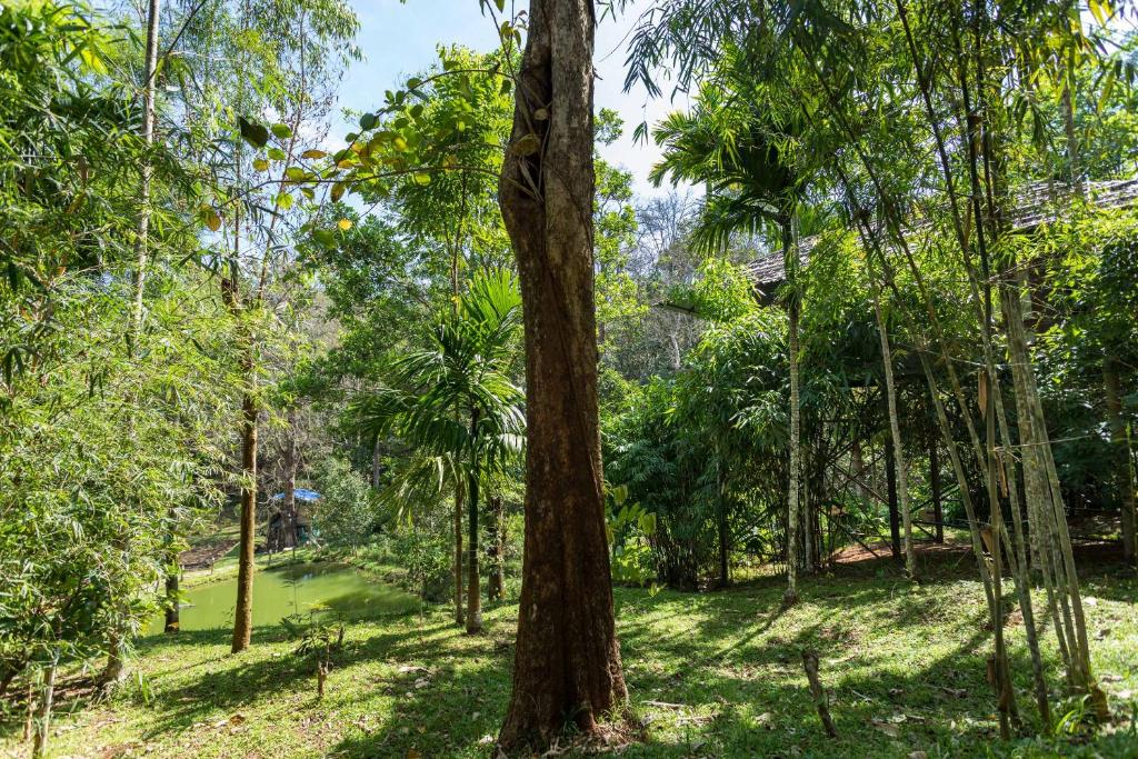 Zahrada ubytování The Woods Resorts Wayanad