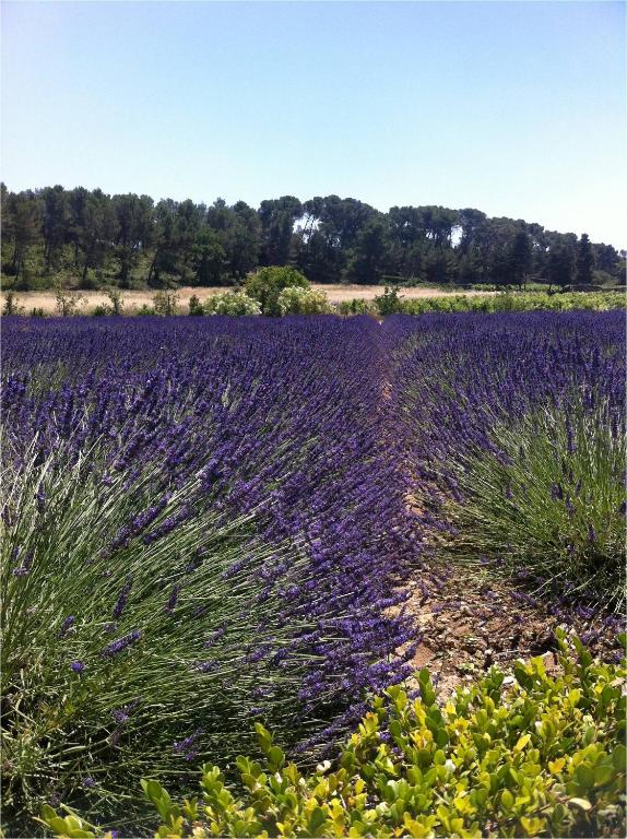 a field of lavender in the provence at Chambre d&#39;hôtes Château Gigognan in Sorgues