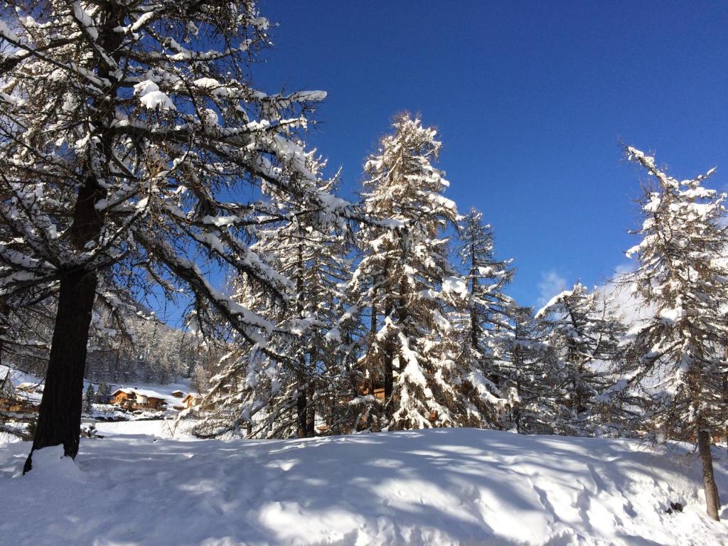 a group of trees covered in snow at B&B Haus Granit Saas Grund in Saas-Grund