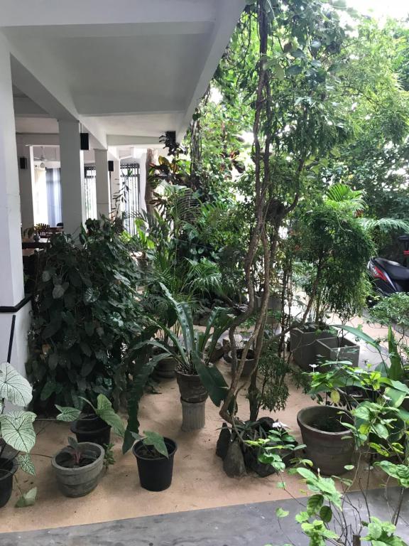 a group of potted plants in pots on the ground at Unawatuna Beach Bungalow - in Unawatuna