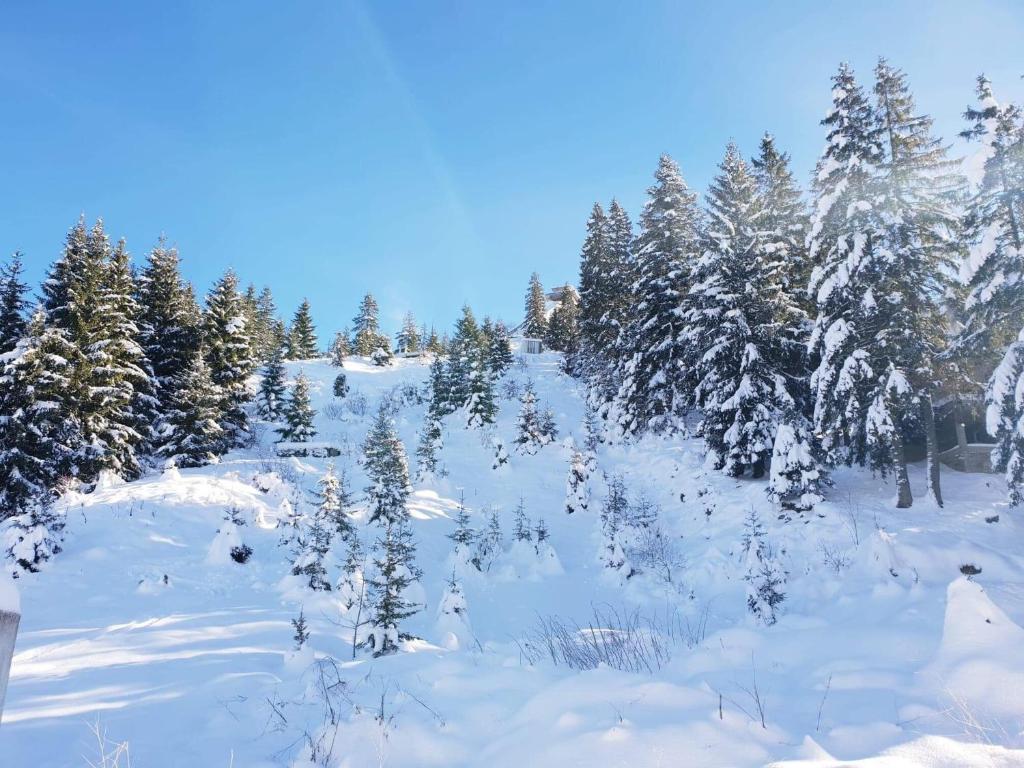 a snowy field with trees and snow covered trees at Apartments A Vlasic in Vlasic