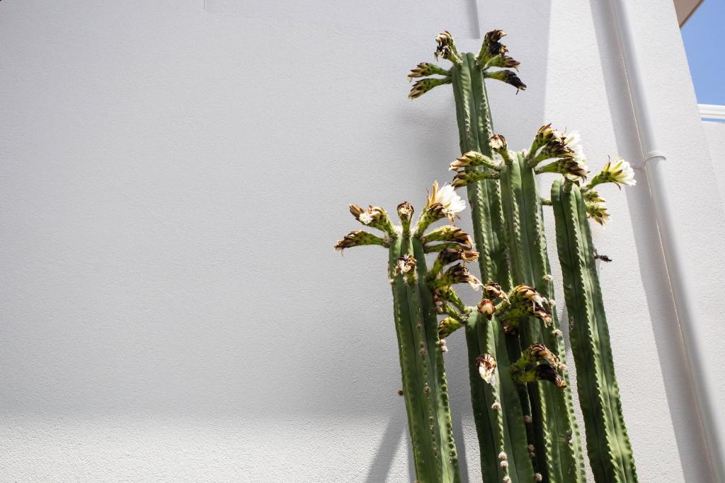 Capri on Pilot Bay - Resim 43