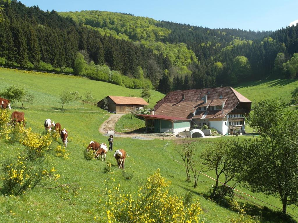 a group of cows walking in a field in front of a barn at Jungbauernhof - Ferienwohnung Speicher in Mühlenbach