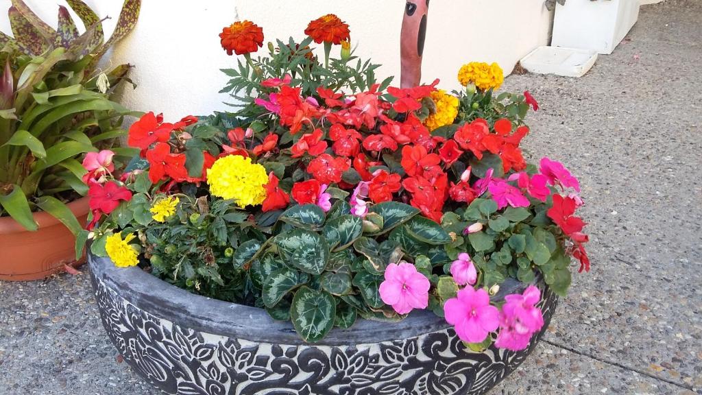 Ulster Lodge Motel - Resim 11