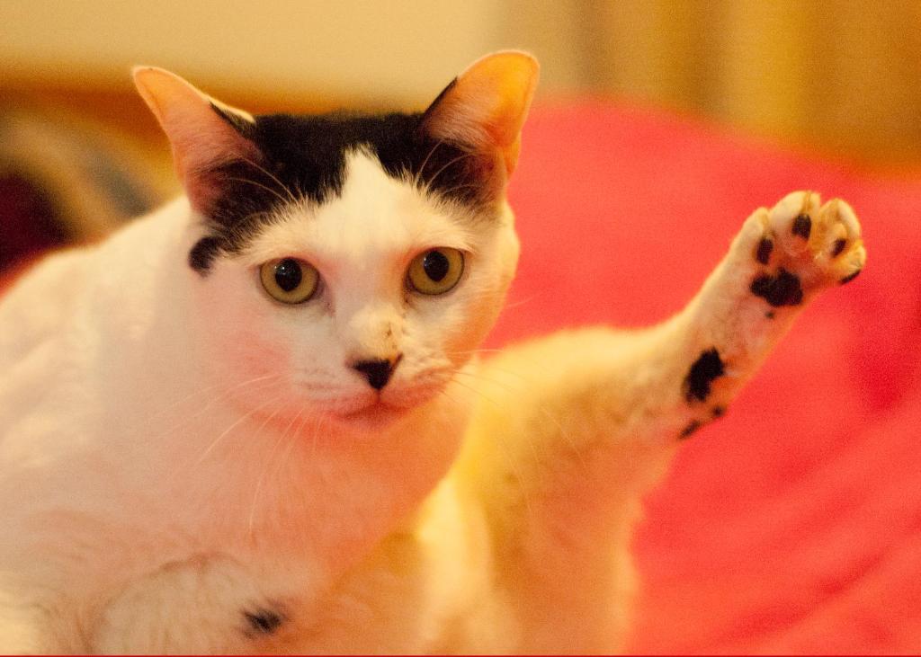 Domácí mazlíčci ubytovaní s hosty v ubytování 3 Feet Cat
