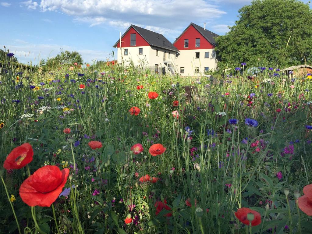 Jardí fora de Ferienwohnung Bienenhäusle in Grünkraut / Ravensburg