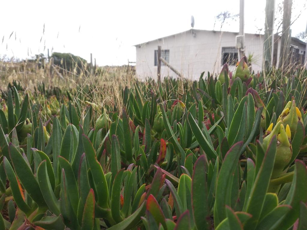 a field of green plants in front of a building at La casa de Juan in Cuchilla Alta