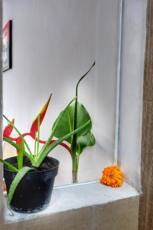 Fotografie z fotogalerie ubytování Canang Gardens v Ubudu