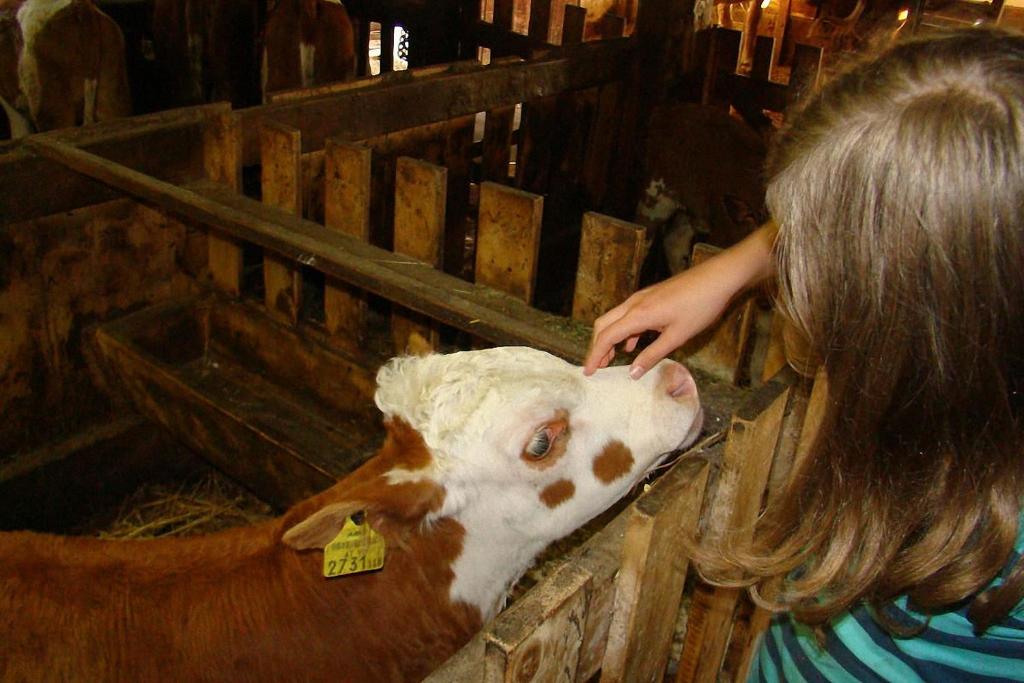 a woman petting a cow in a barn at Bauernhof Hatzlhof in Schöder