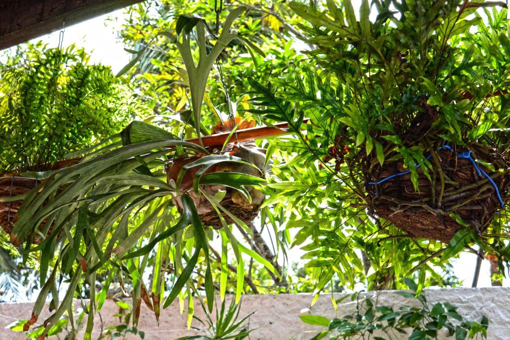 Zahrada ubytování Swiss Garten Jeri