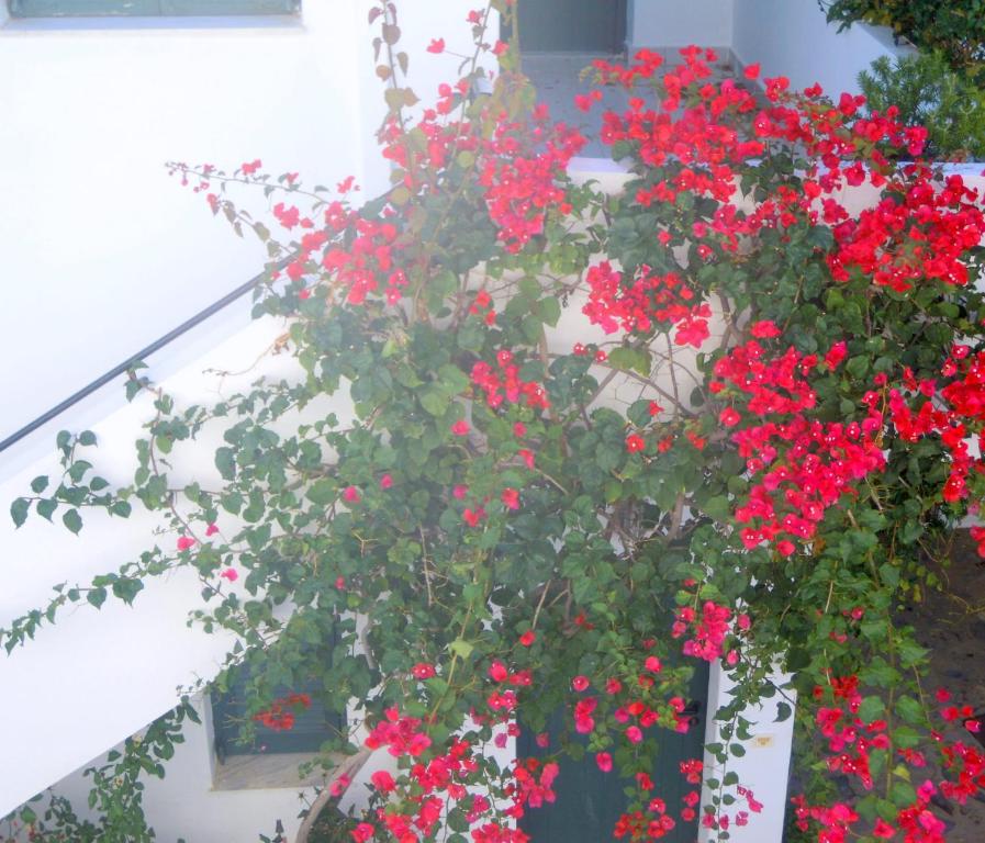 Zahrada ubytování Palemilos Apartments