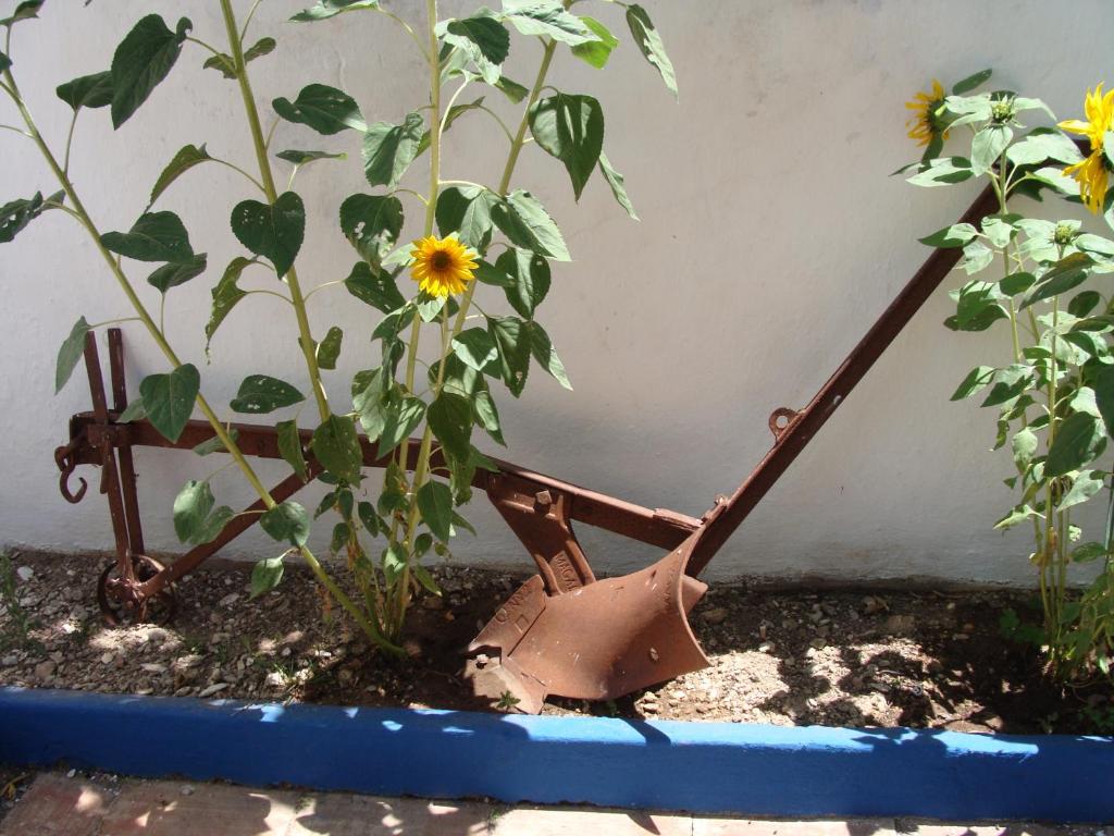Zahrada ubytování Aguarela Tavira
