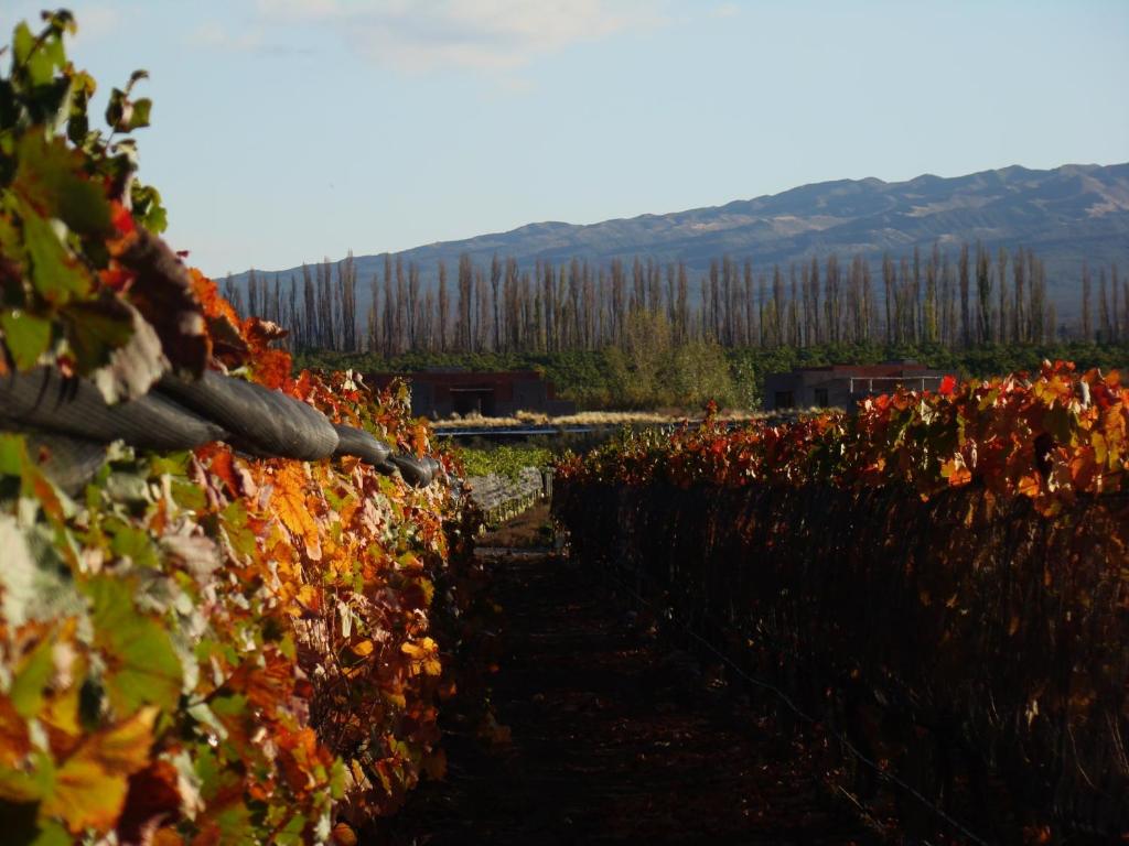 a vineyard with autumn leaves on a fence at Lodge Atamisque in San José