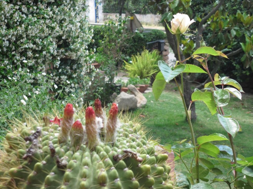 A garden outside Bed & Breakfast Dessole