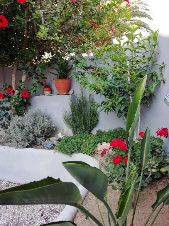 A garden outside Dimitris' & Valentina's Home