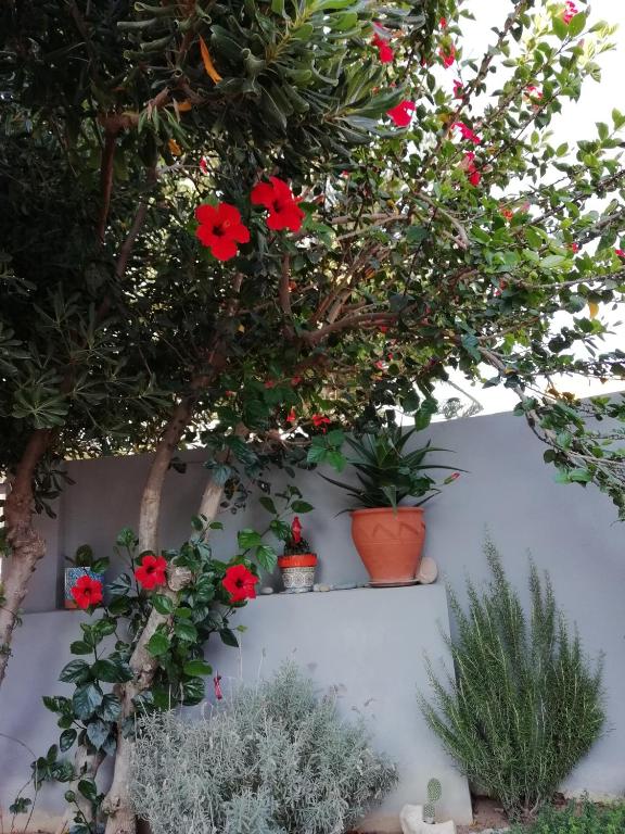 A garden outside Dimitris' & Valentina's Home