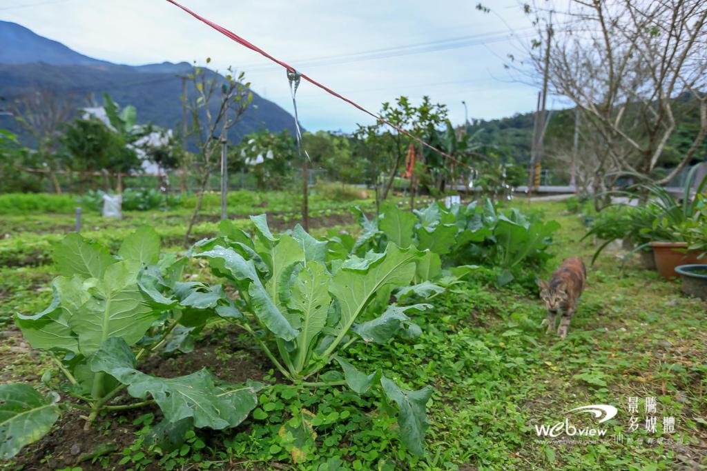 山景或在the country house看到的山景
