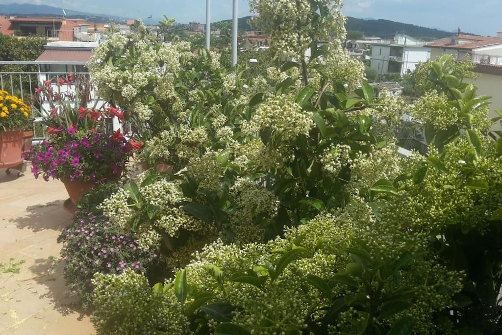 Zahrada ubytování Appartamento o Dépendance - Soluzioni Abitative a Pochi Passi dal Mare