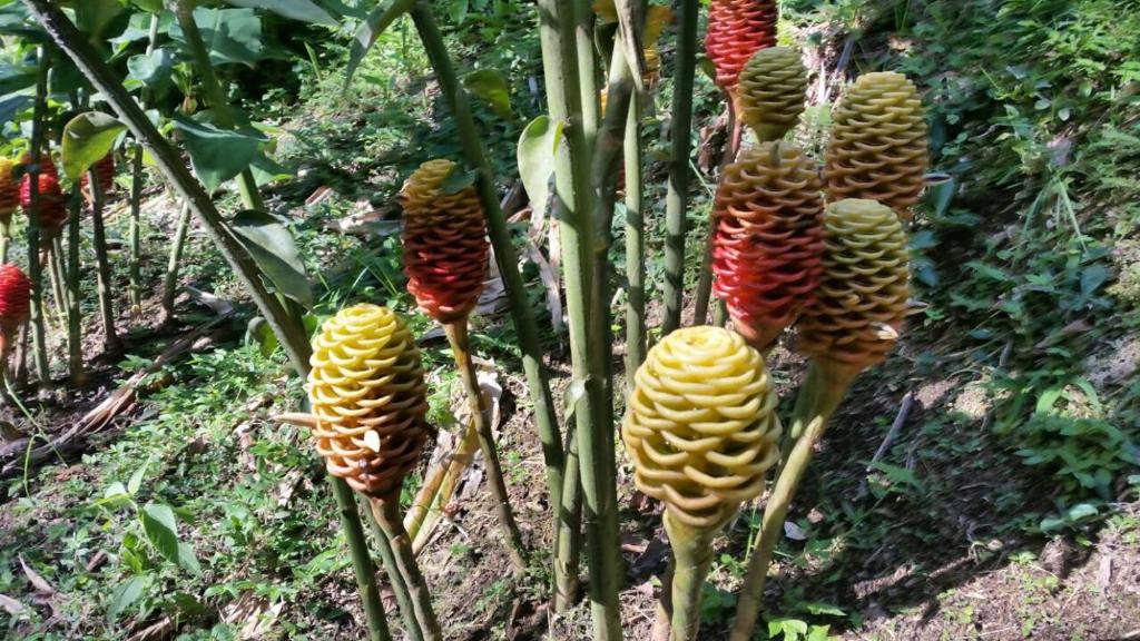 Jardín al aire libre en Cabañas Filadelfia