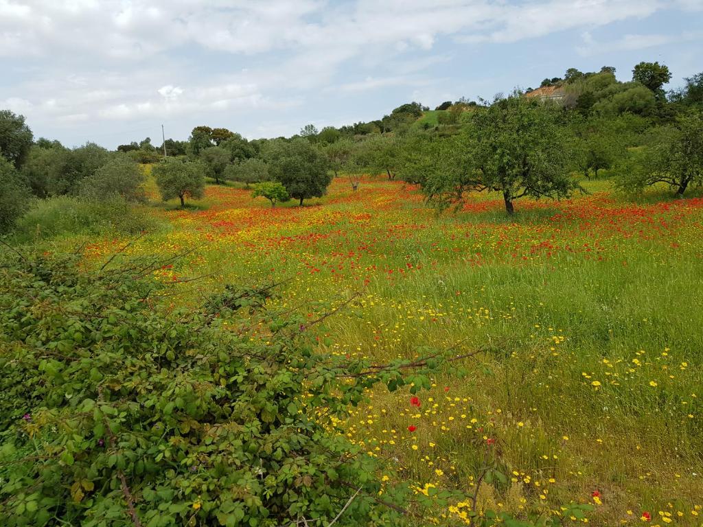a field of flowers in a field with trees at Hotel Baia Cea in Bari Sardo