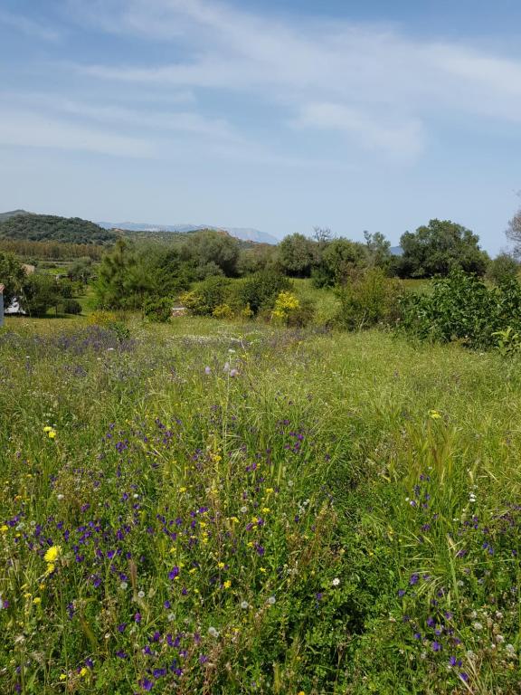 a field filled with lots of green grass and flowers at Hotel Baia Cea in Bari Sardo