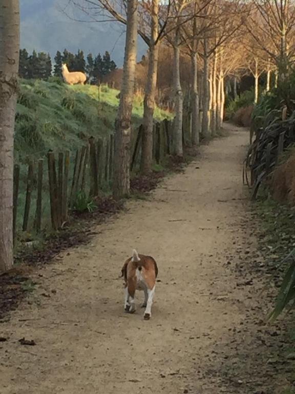 Ivy's Cottage - Resim 19